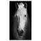 Designart - White Horse Black and White - Animal Canvas Art Print